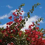 Falesia Gardens *