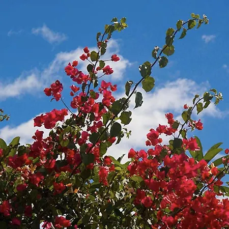 Falesia Gardens *