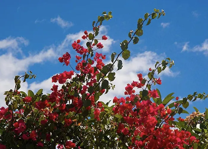 Falesia Gardens *